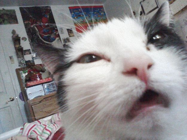 a white and black cat with its mouth open looking up at the camera text reads, when you wake up and try to read text messages