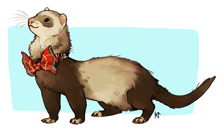 the ferret is wearing a bow tie and standing on its hind legs in front of a blue background