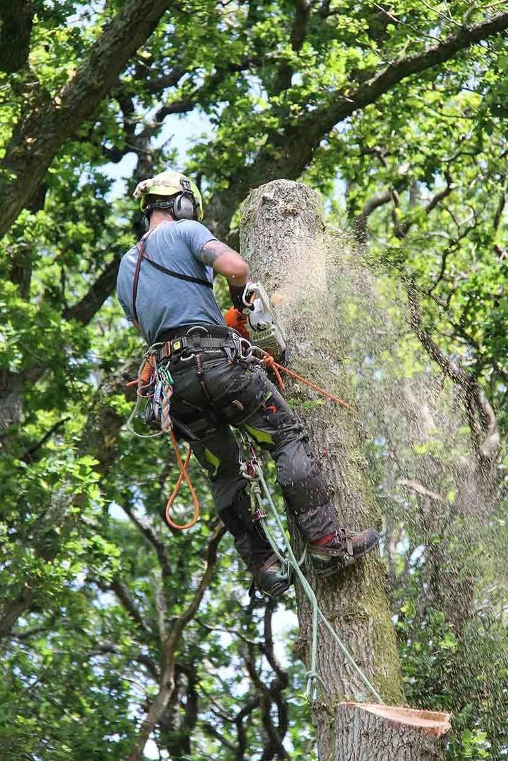 a man is climbing up a tree with chains and harnesses on his back while using a chainsaw to cut down a large tree