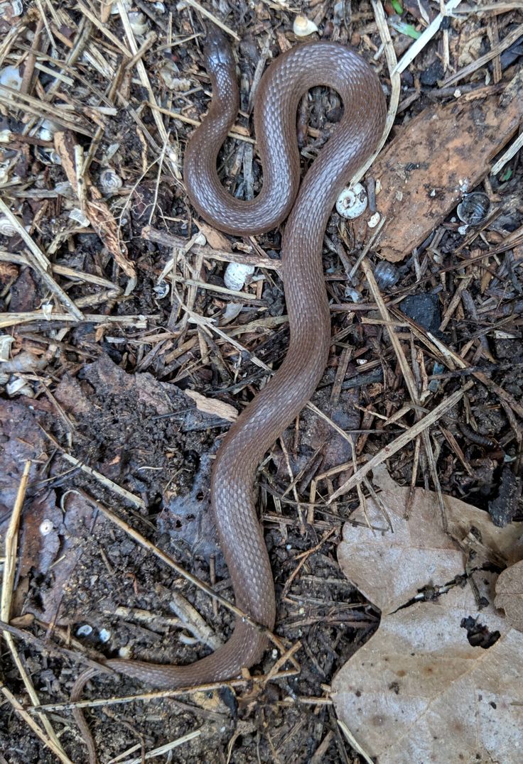 a snake that is laying on the ground