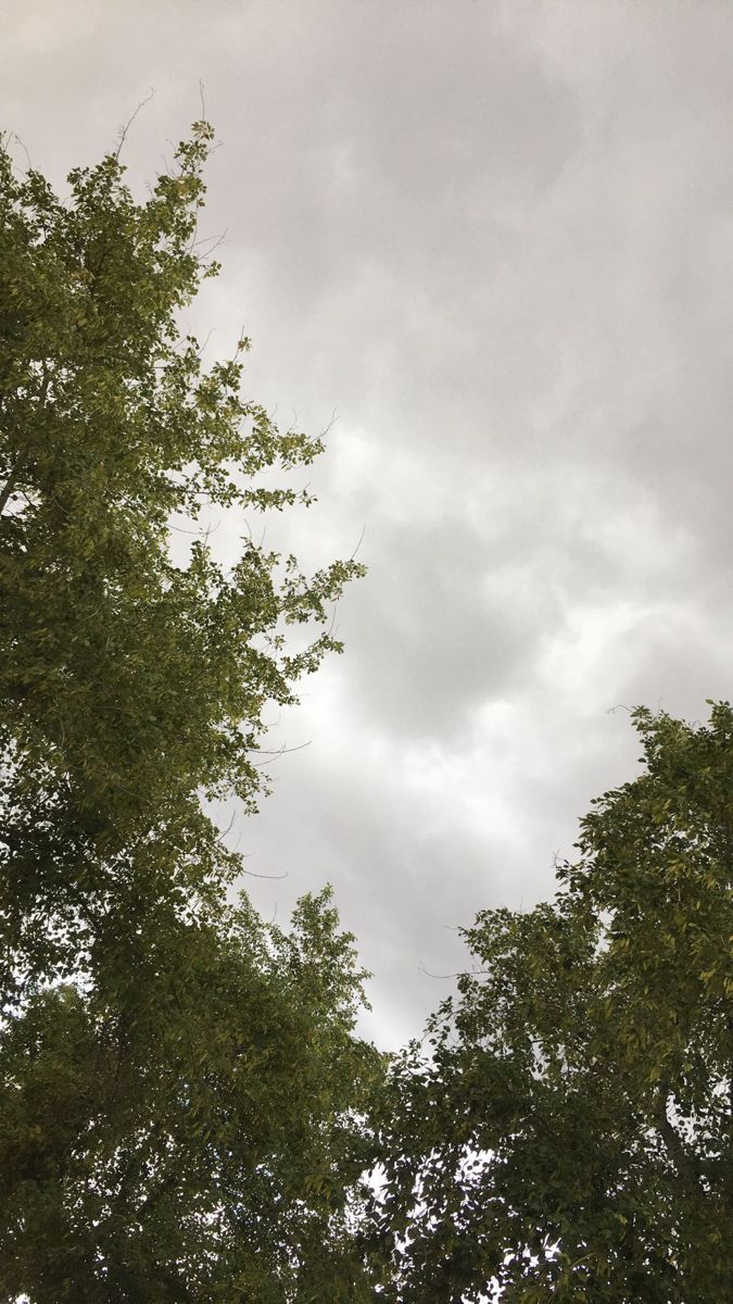 an airplane flying over some trees under a cloudy sky