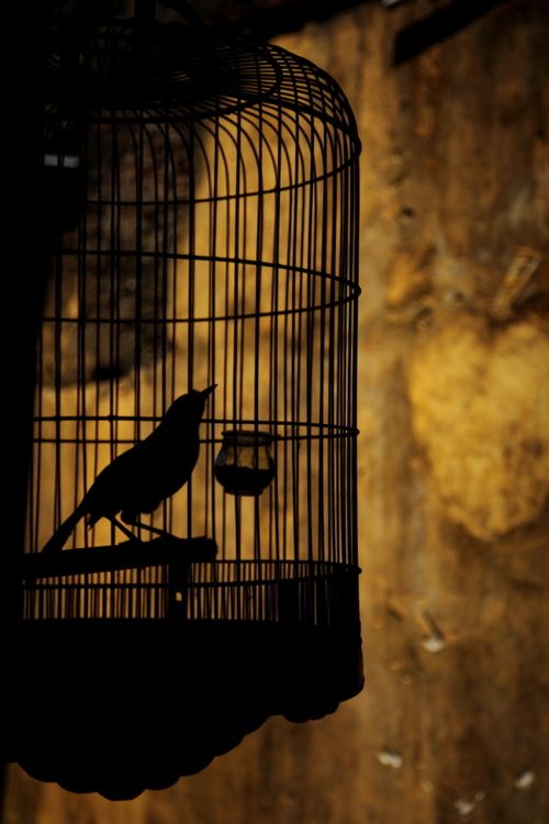 a bird in a cage with the quote