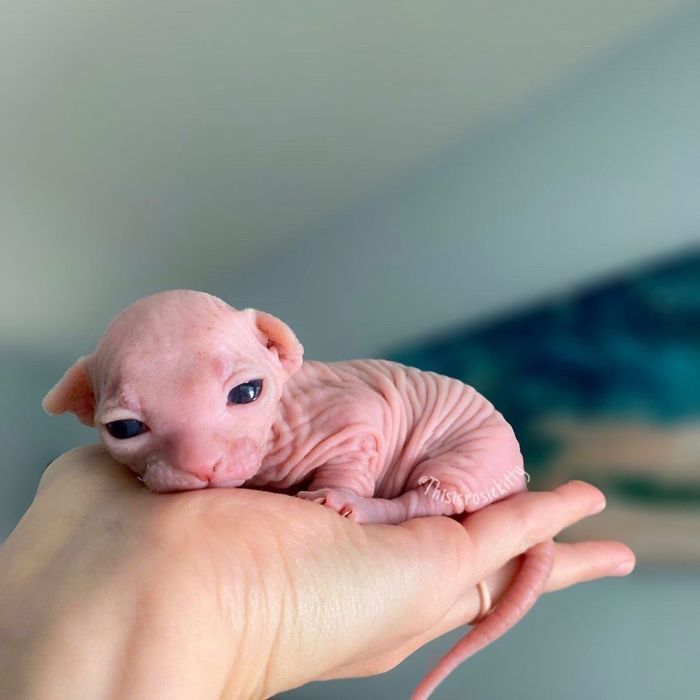 a person holding a small hairless cat in their left hand and looking at the camera