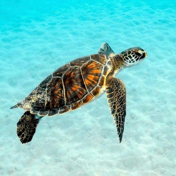 a sea turtle swimming in the clear blue water