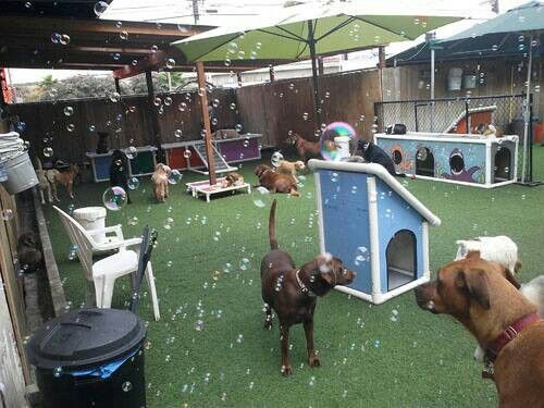 two dogs are standing in the grass near a dog house and some other small houses