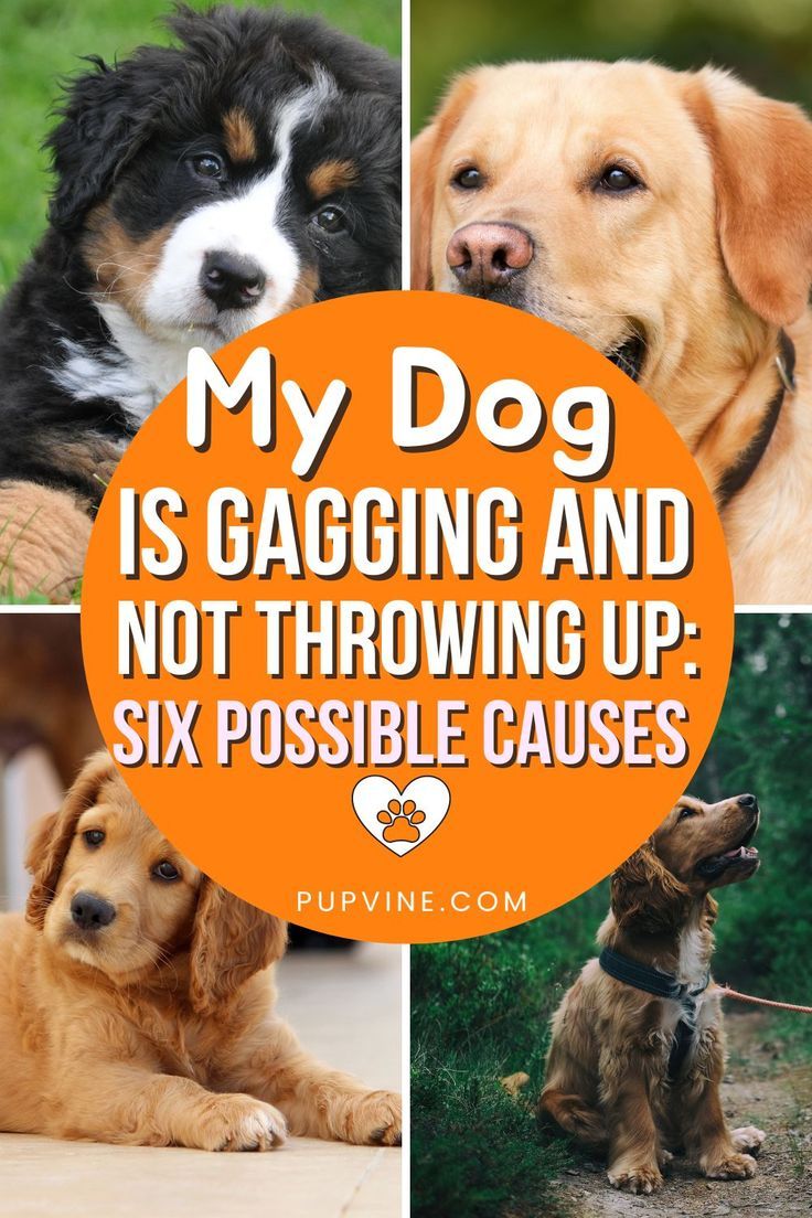 My dog is gagging and not throwing up – find the common causes for dogs gagging but not throwing up, and what action you need to take. Dog Throwing Up, Dog Remedies, Dog Behavior, Training Your Dog, The Common, My Dog, For Dogs, A Dog, Dogs