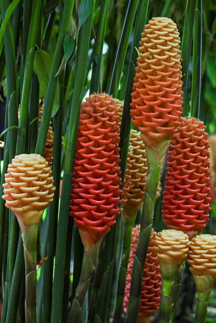 some very pretty flowers in the middle of some tall green plants with red petals on them