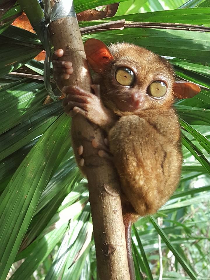 a small brown animal sitting on top of a tree branch with eyes wide open and big yellow eyes