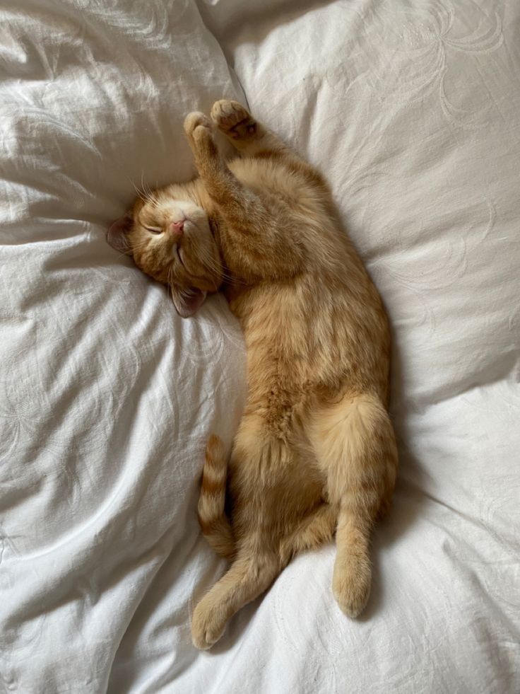 an orange cat sleeping on top of a white bed