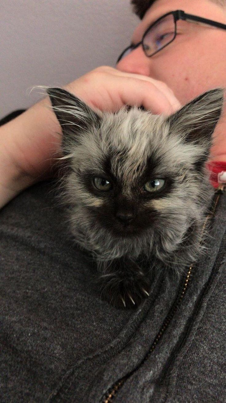 a cat that is sitting on top of a man's lap with his eyes wide open