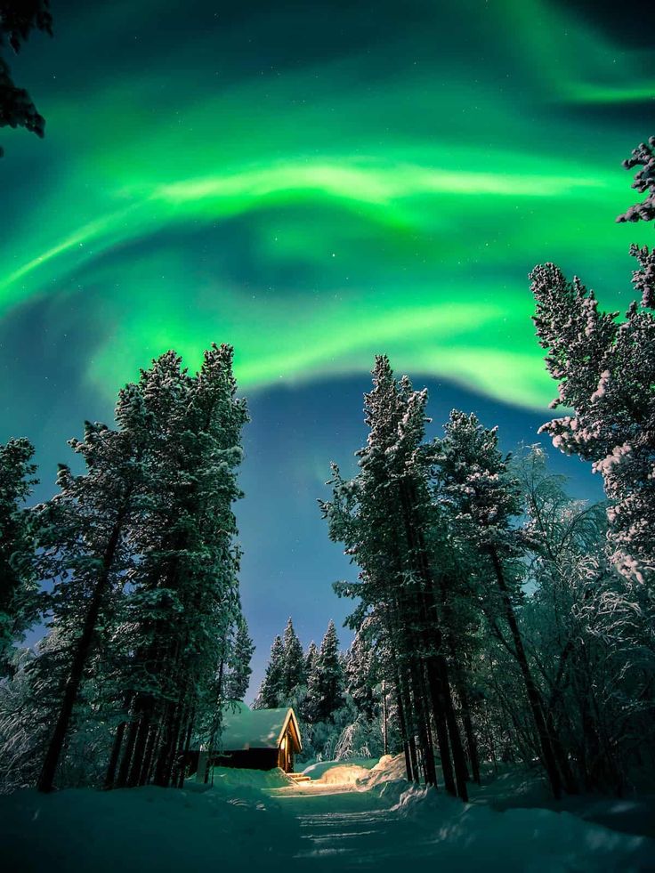 the aurora bore is lit up in the night sky above trees and snow covered ground