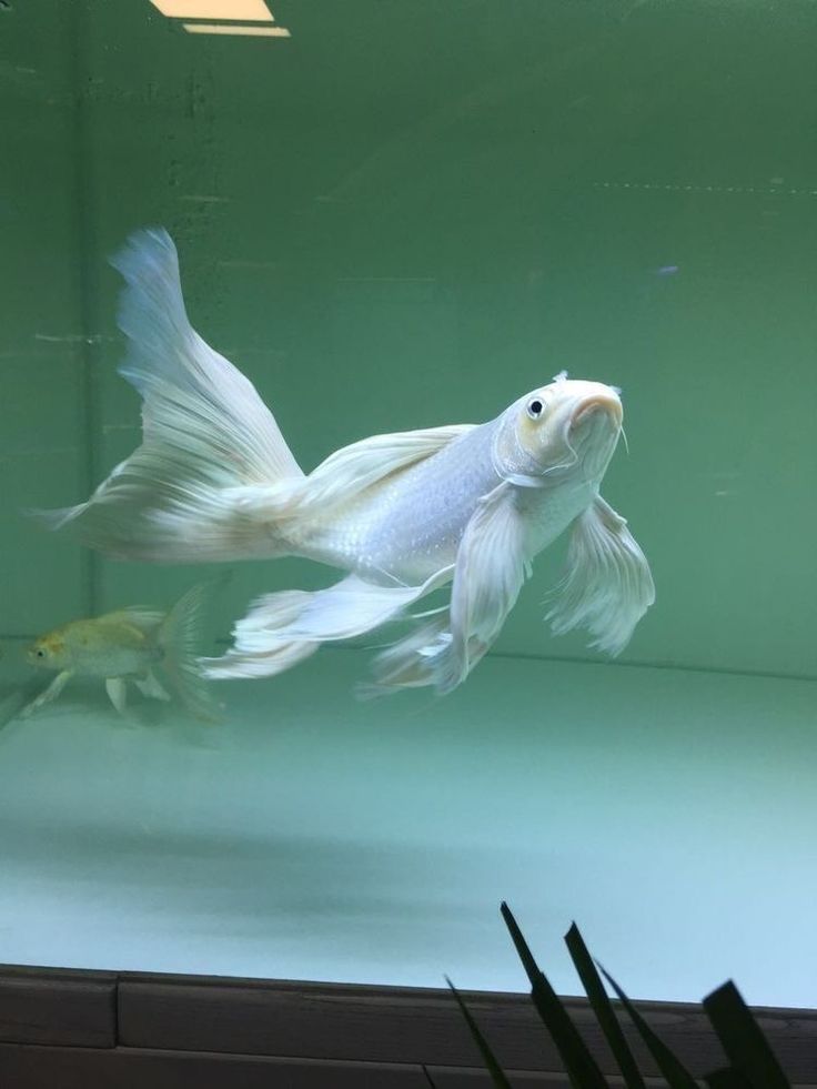 a white fish swimming in an aquarium filled with water