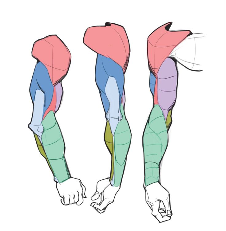 the arm and leg muscles are shown in three different colors, including blue, green, pink