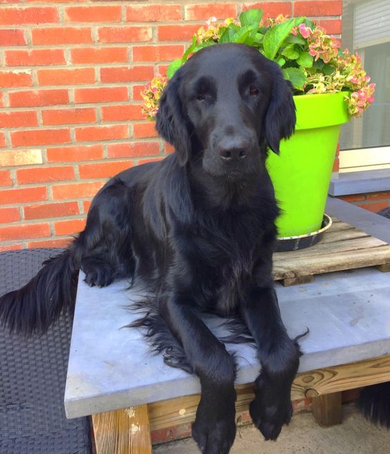 a black dog sitting on top of a wooden table next to a potted plant