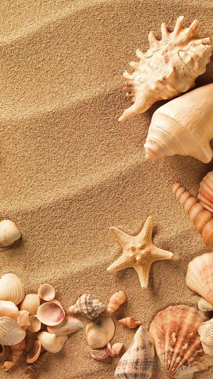 several seashells and starfish on the sand