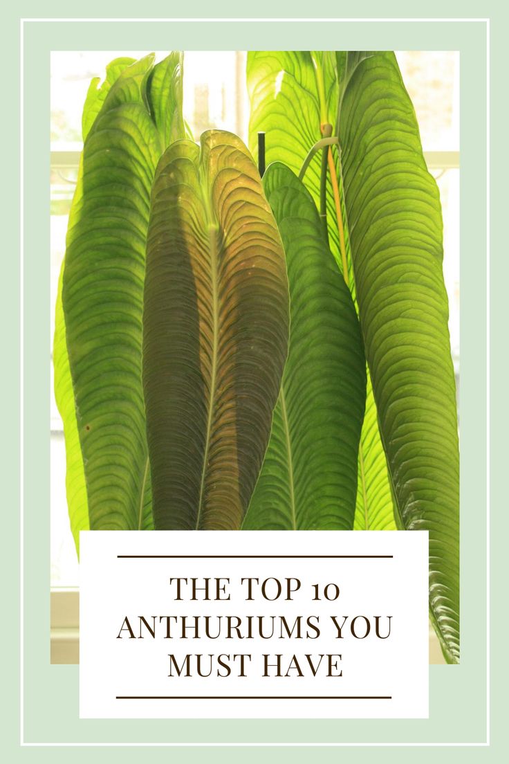 the top 10 anthrrums you must have in your houseplant collection