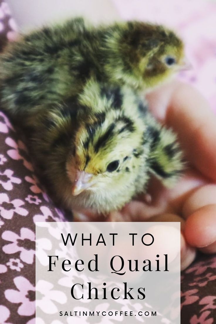 a person holding a small bird in their hand with the words what to feed quail chicks