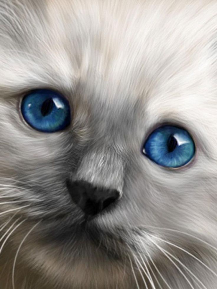 a white cat with blue eyes is looking at the camera while it's close up