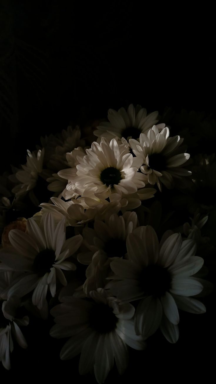 a bunch of flowers that are in the dark