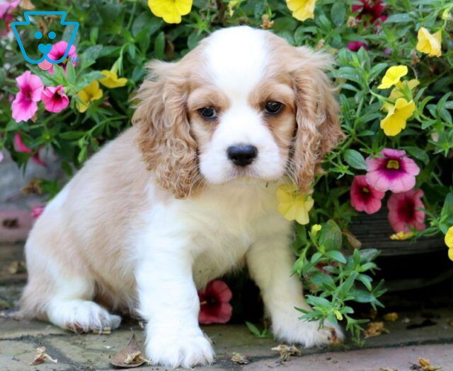 a white and brown puppy sitting in front of flowers