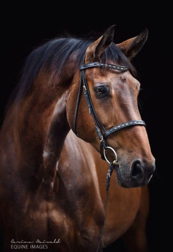 a brown horse standing in front of a black background