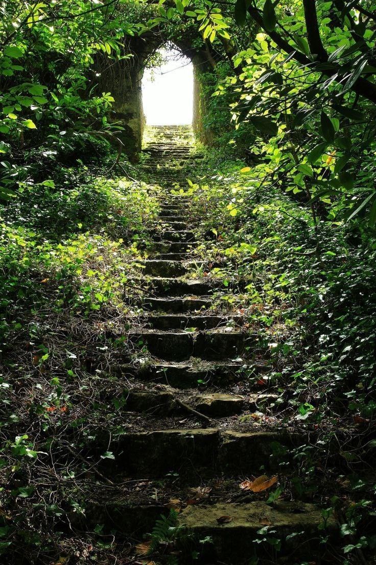 an image of stairs going up to the light in the forest with words written on it