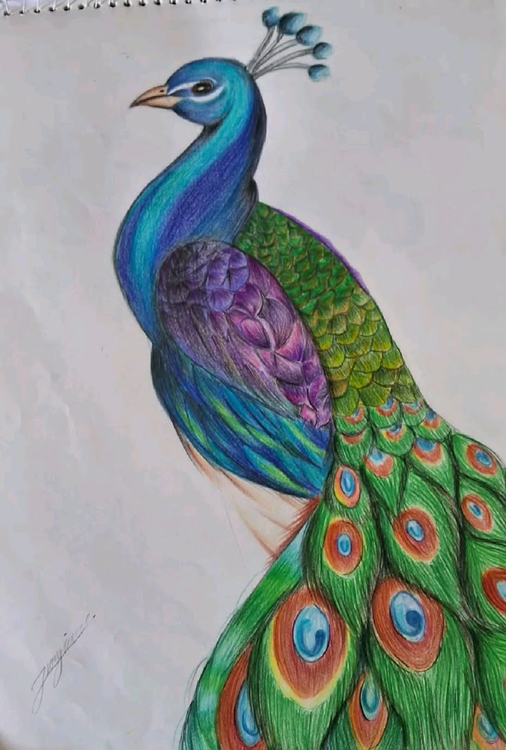 a drawing of a peacock with feathers spread out