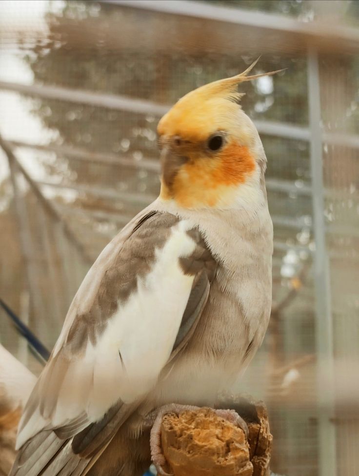 a close up of a bird with a yellow head and orange feathers on it's back