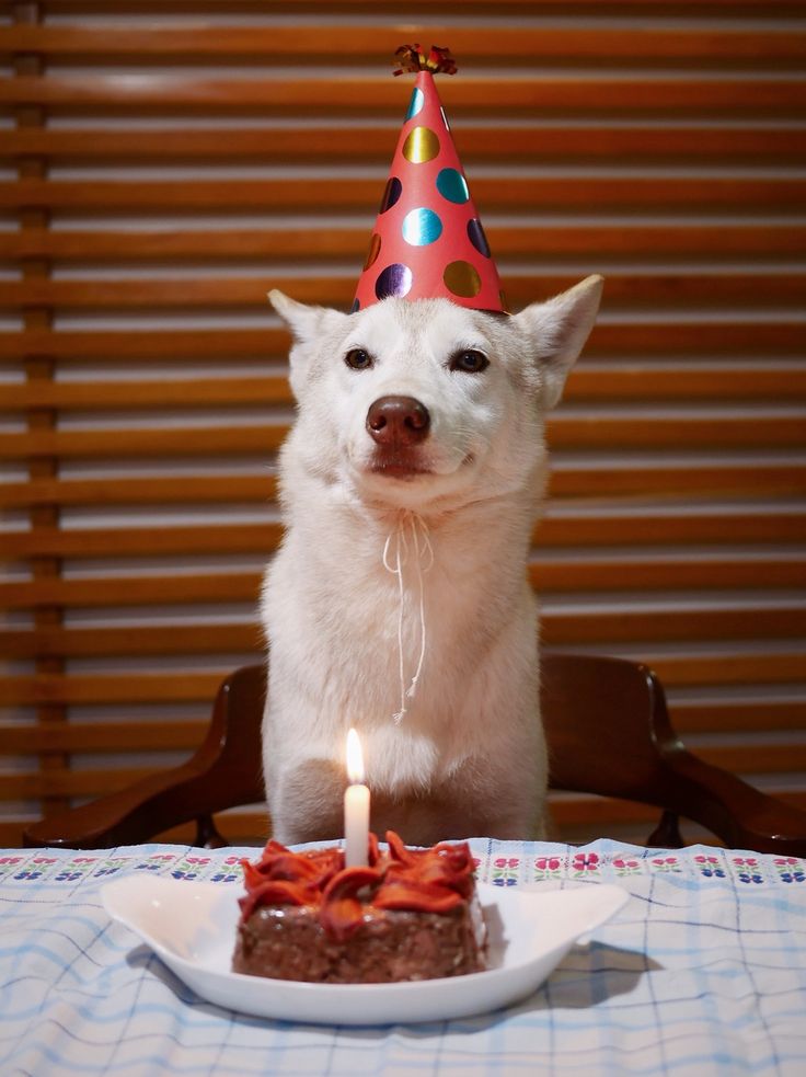 a small white dog wearing a party hat sitting in front of a birthday cake