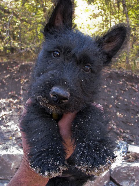 a small black dog is being held up by someone's hand in the woods