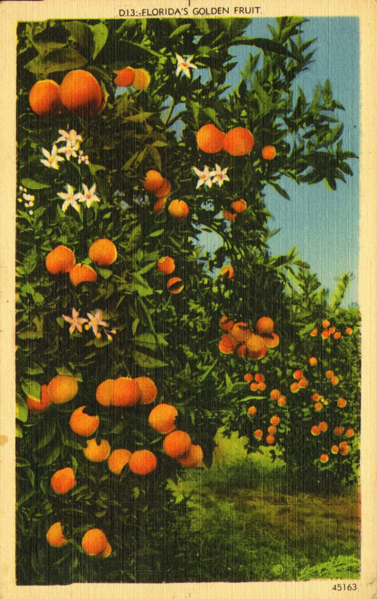 an orange tree with lots of fruit growing on it's branches and flowers in the foreground