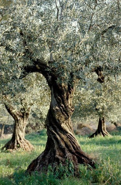 an old olive tree with lots of green leaves in the middle of a grassy field