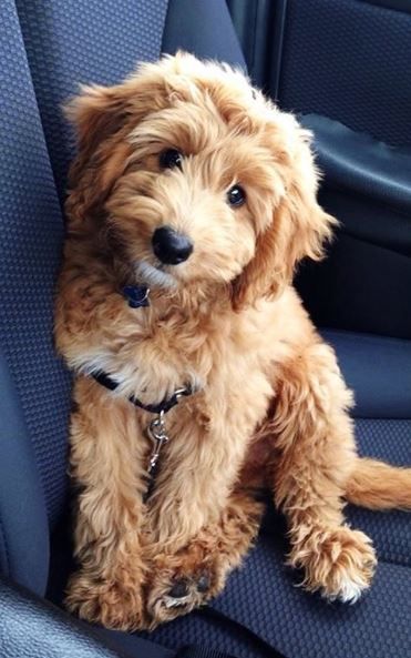 a brown dog sitting in the back seat of a car with its head turned to the side