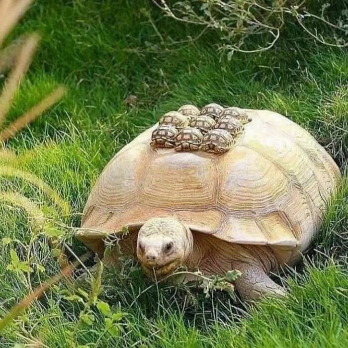 a large turtle walking through some grass