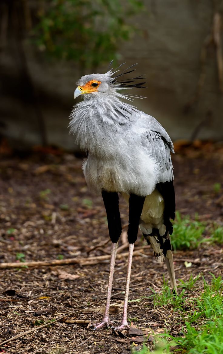 a white and black bird with long legs