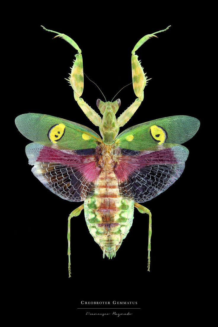 a colorful insect with yellow eyes on it's head and legs, sitting in the dark