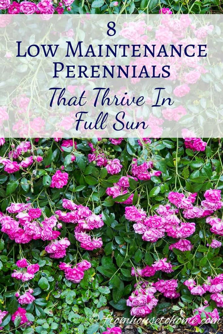 pink flowers with the words 8 low maintenance perennials that thrift in full sun