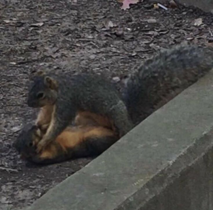 a squirrel sitting on the ground next to a cement wall