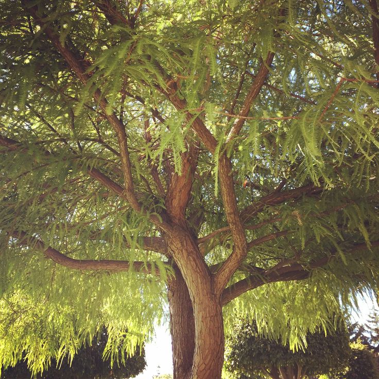 a large tree with lots of green leaves on it's branches in the sun