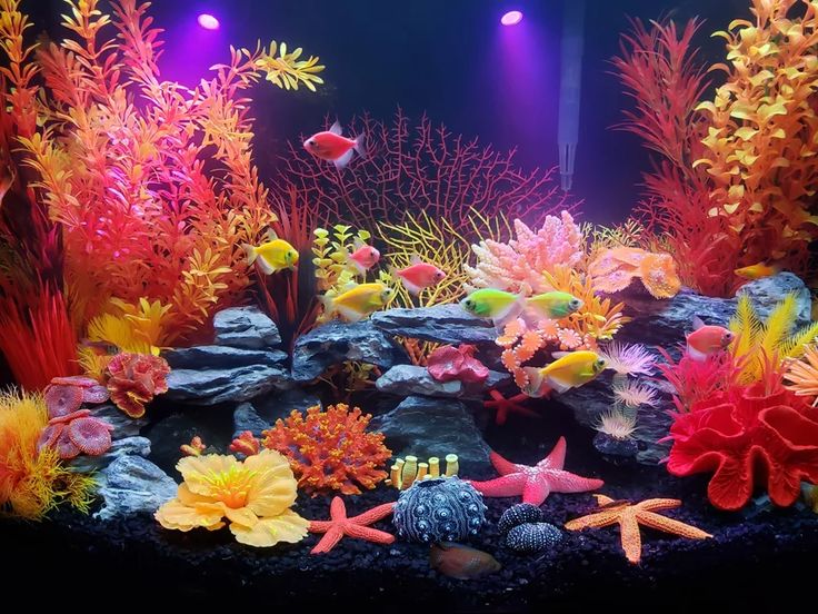 an aquarium filled with lots of different types of corals