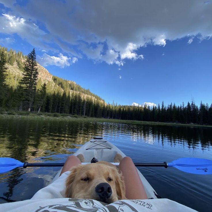 a dog is laying down in a kayak