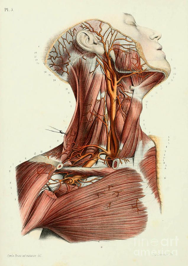 an illustration of the muscles and their superficials, including the neck, head, and shoulder