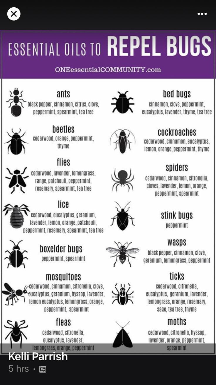 an iphone screen showing the different types of bugs and how they can help you find them