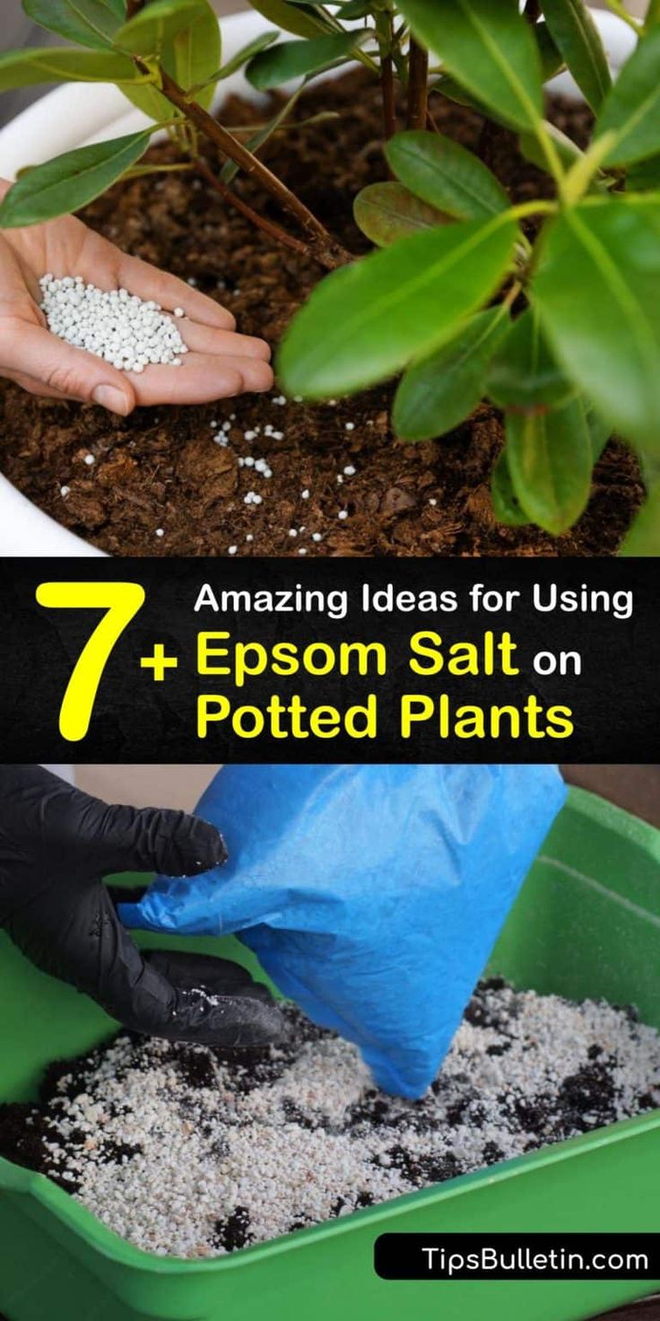 the 7 amazing uses for using epsom salt on potted plants and how to use them