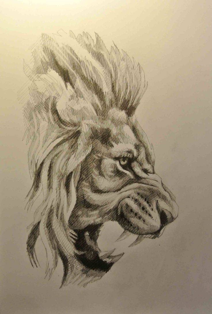 a pencil drawing of a lion's head