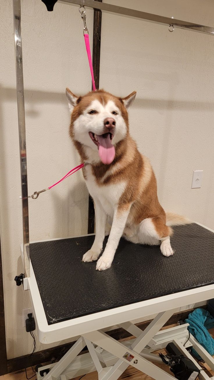 Freshly groomed red husky. Ear Cleaning, Bath Brushes, Dog Grooming, For Dogs, Husky, Dogs, Animals