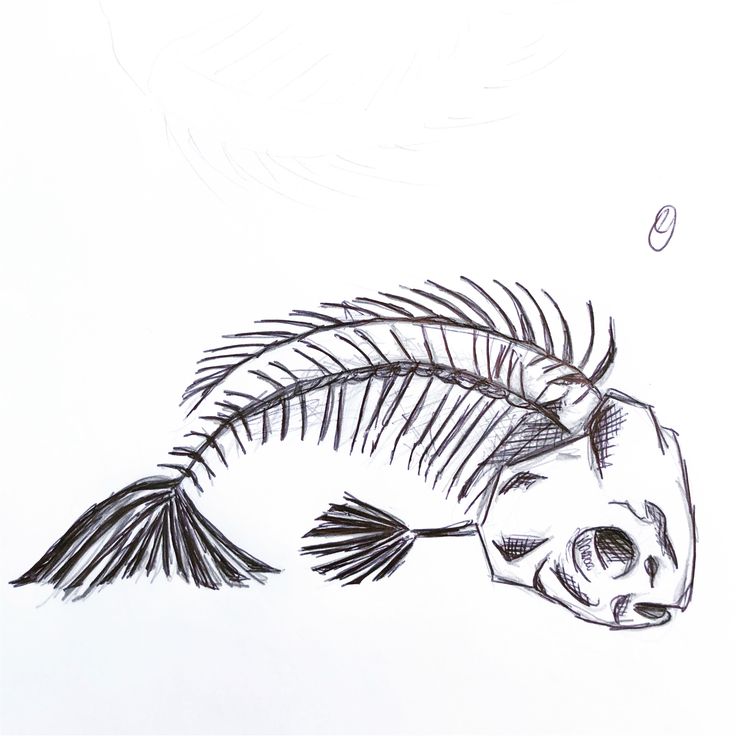 a drawing of a fish skeleton with feathers on it's back