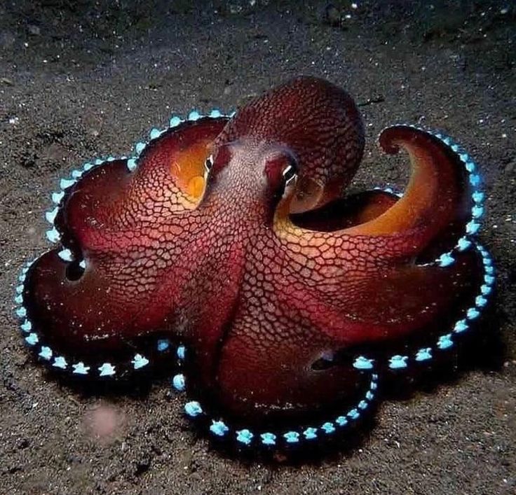 an octopus is sitting on the sand with its head turned to look like it's looking