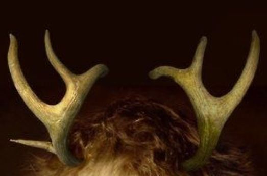 two deer antlers with long horns on their heads are seen from the side, against a dark background