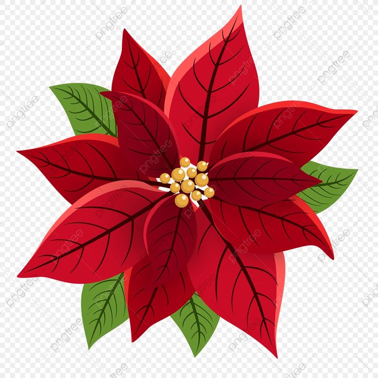 Christmas Flowers Poinsettia, Winter Doodles, Red Christmas Flower, Red Christmas Background, Poinsettia Decor, Poinsettia Plant, Christmas Leaves, Xmas Sticker, Poinsettia Flowers